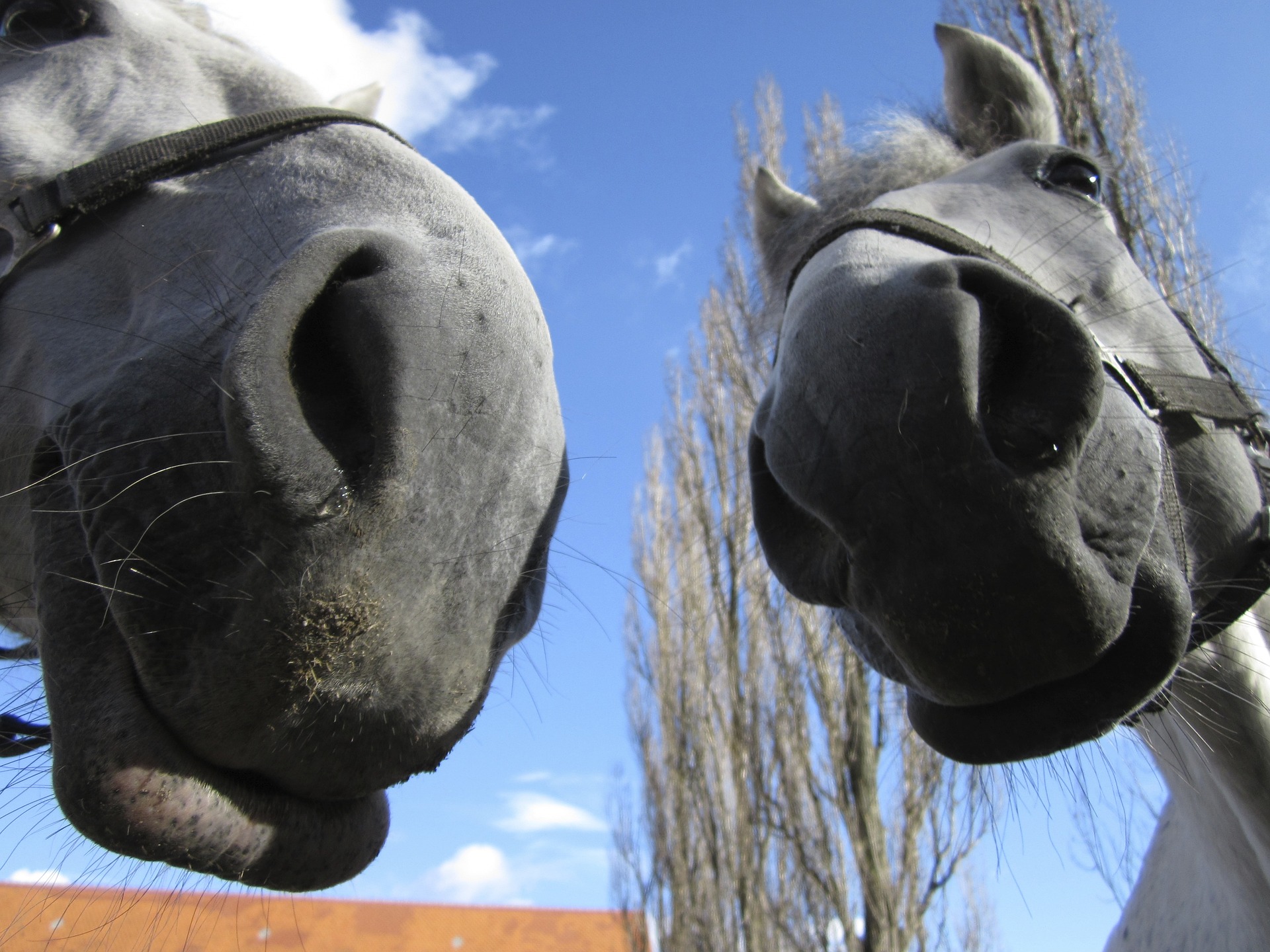 horse noses