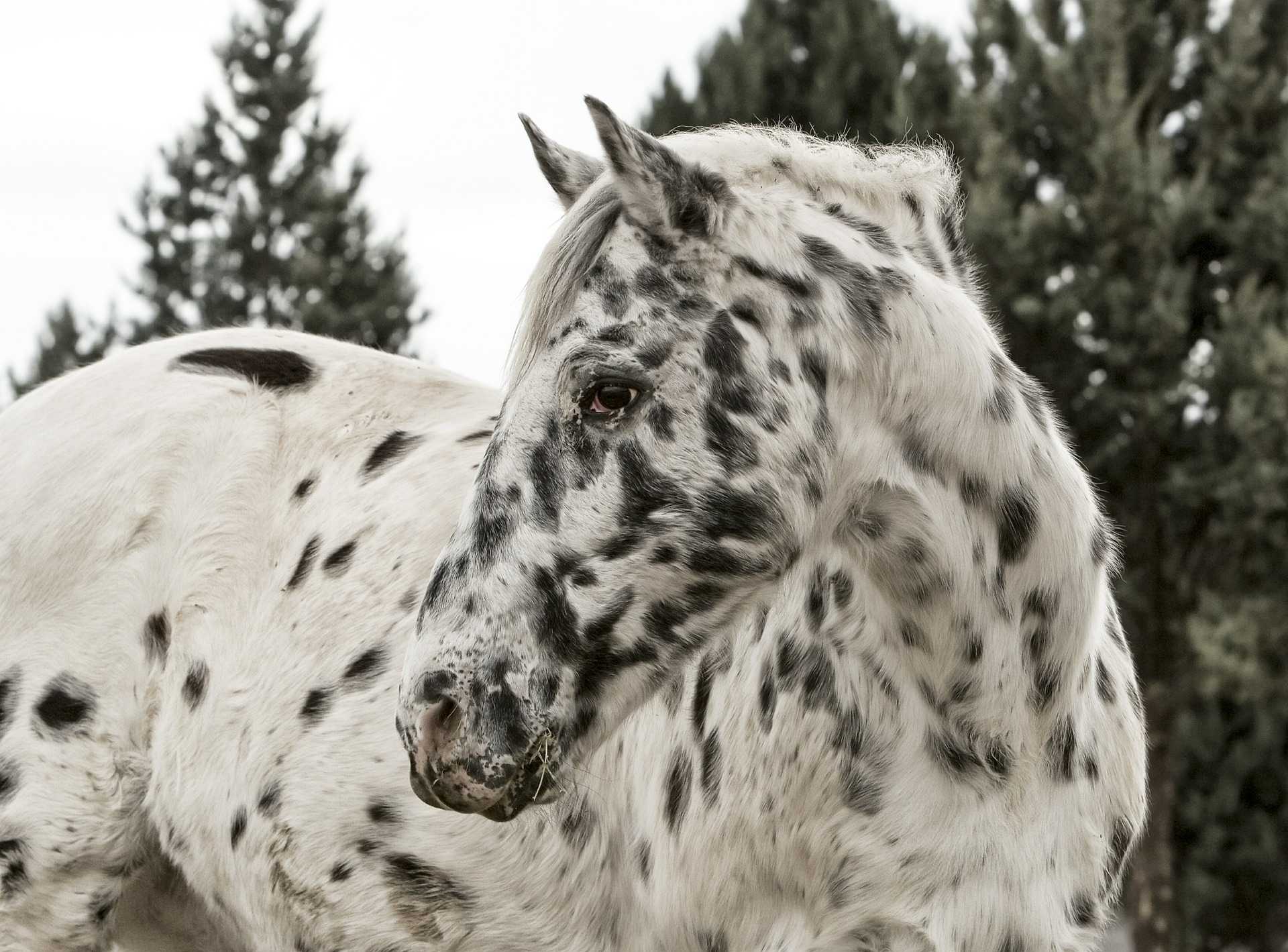 Image of Appaloosa horse