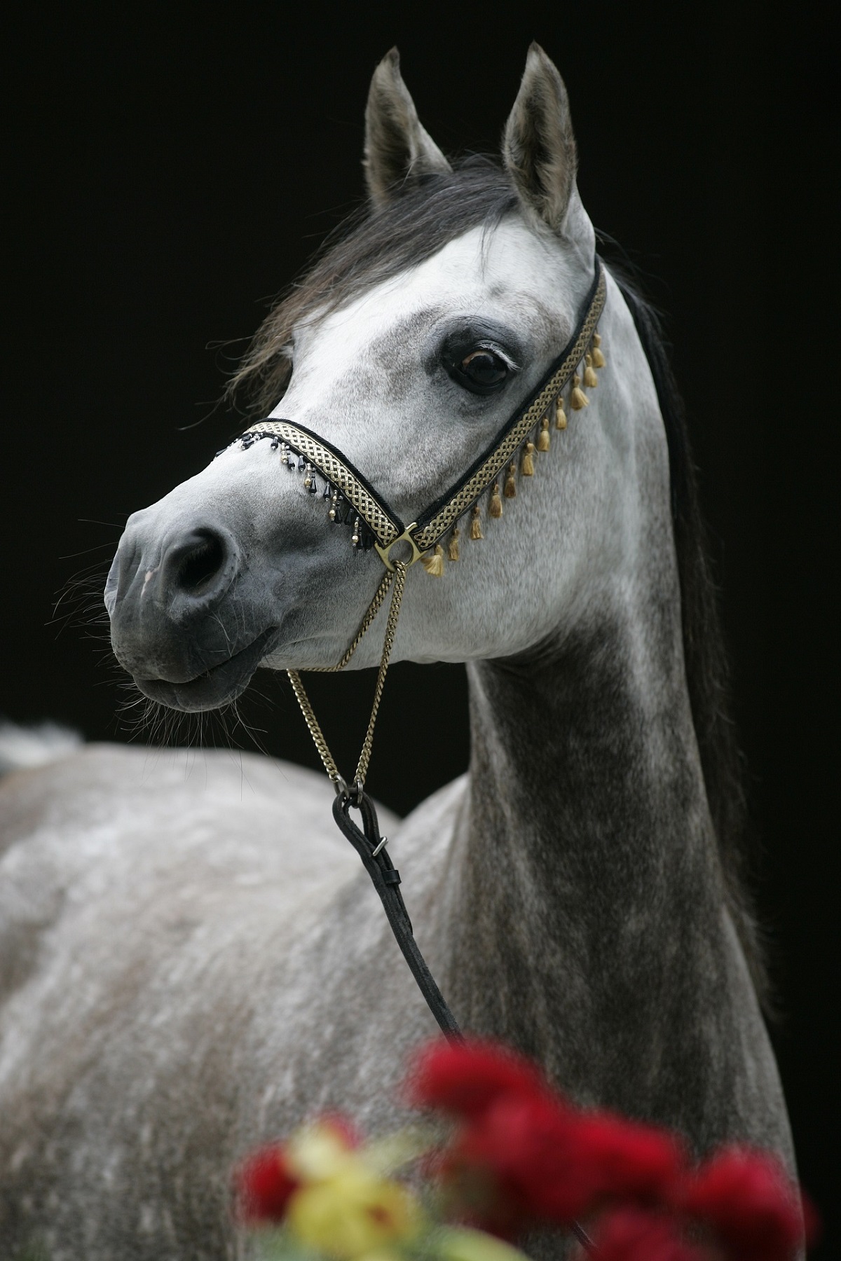 Arabian horse
