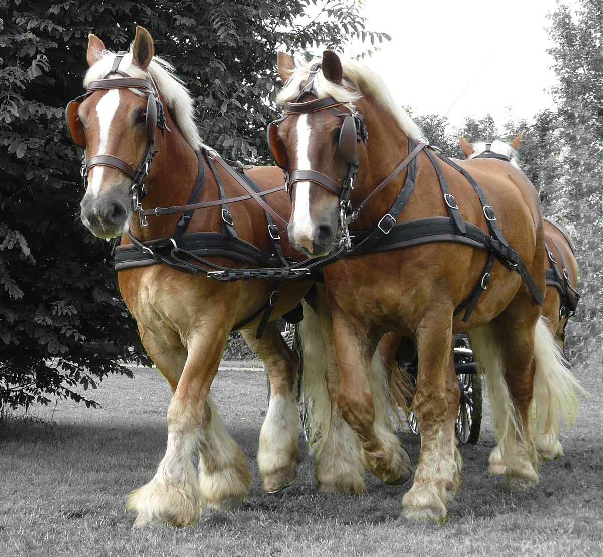 Belgian draft horses