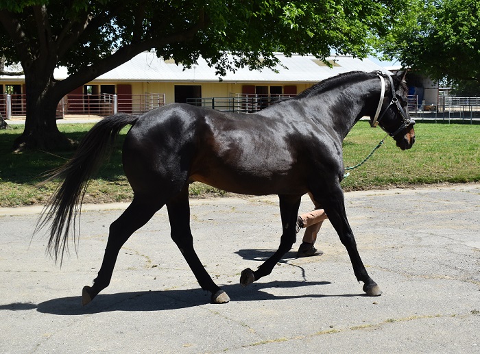 Image of horse trotting in hand