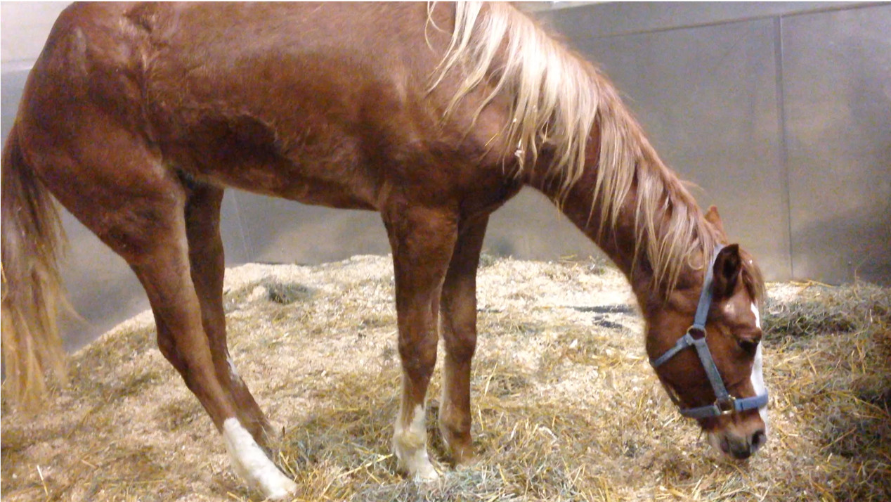 Horse with EMND showing neurologic signs