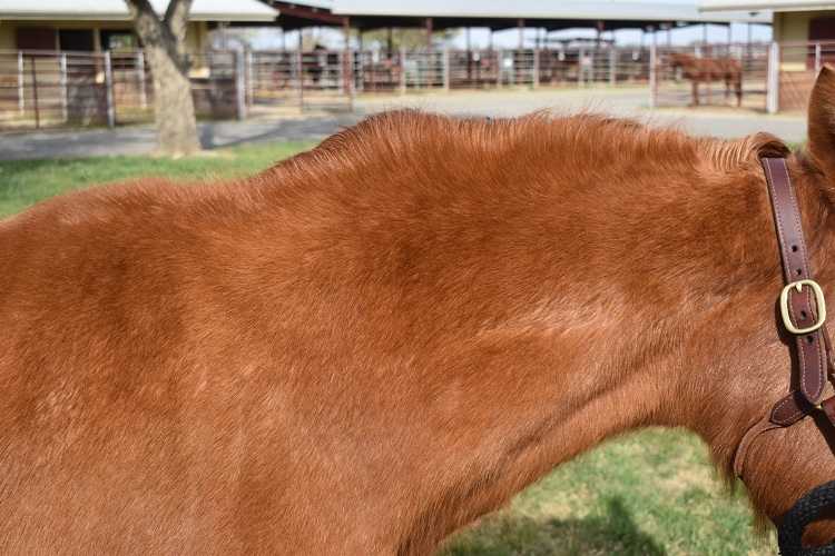 neck of horse with EMS showing fat deposits