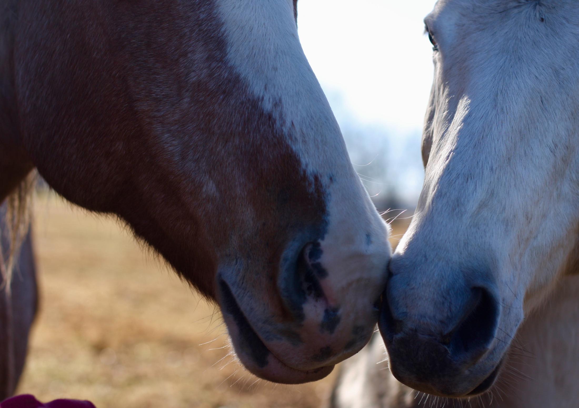 Horses touching noses