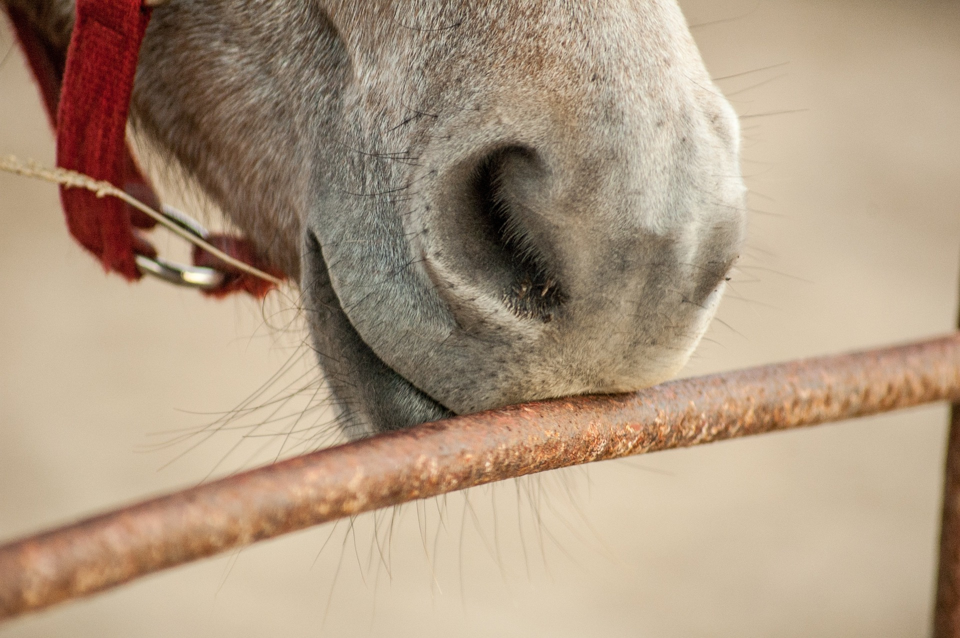 Horse licking metal bar