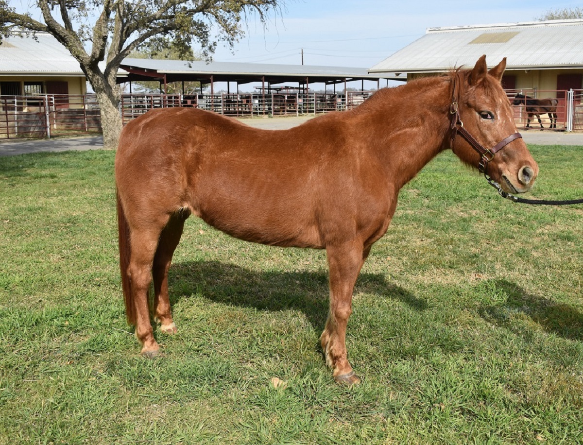picture of CEH Teaching Herd horse Rosie Pony