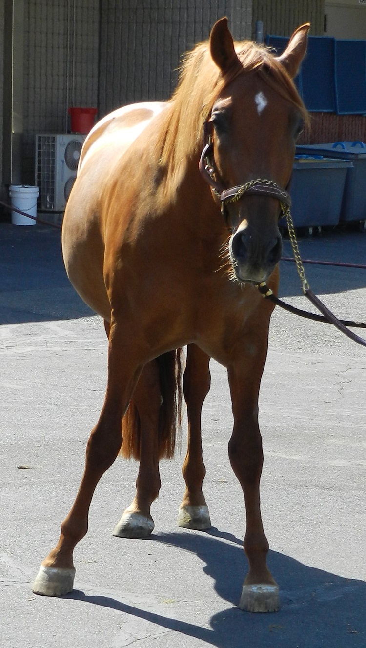 A horse with eNAD showing neurological signs