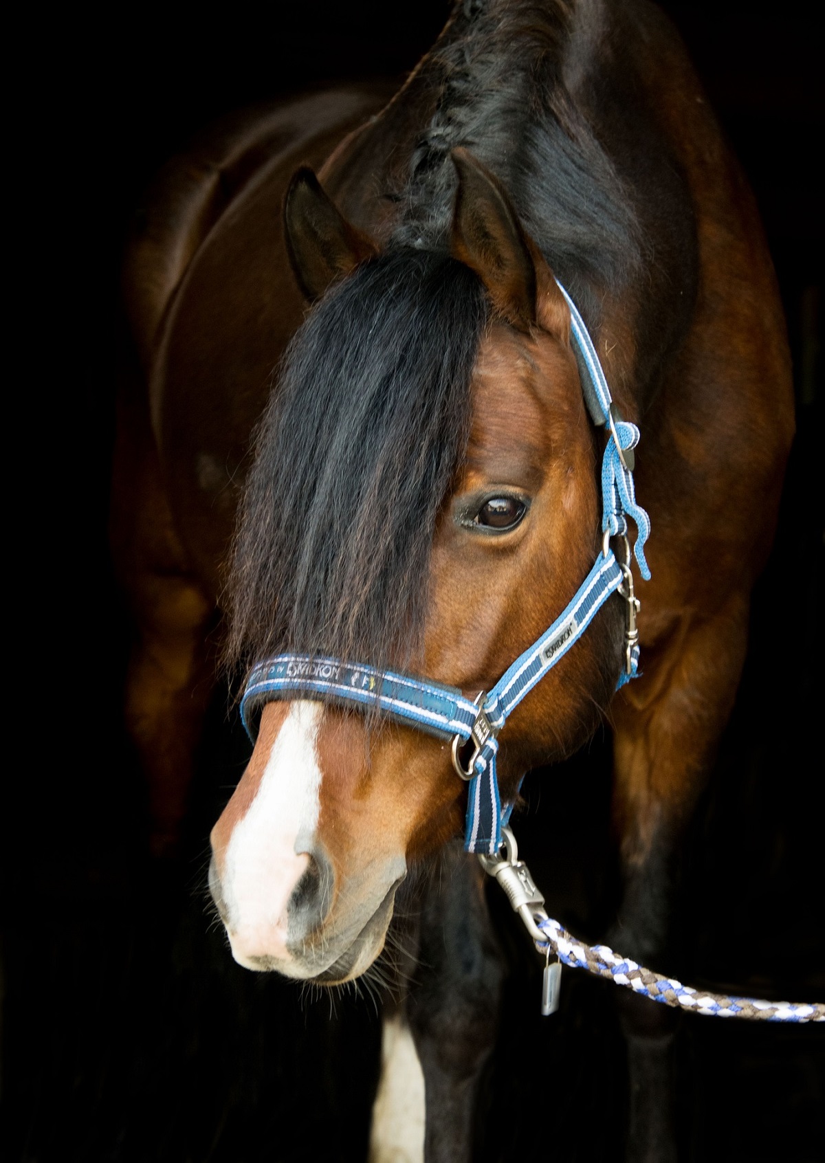 Picture of a pony