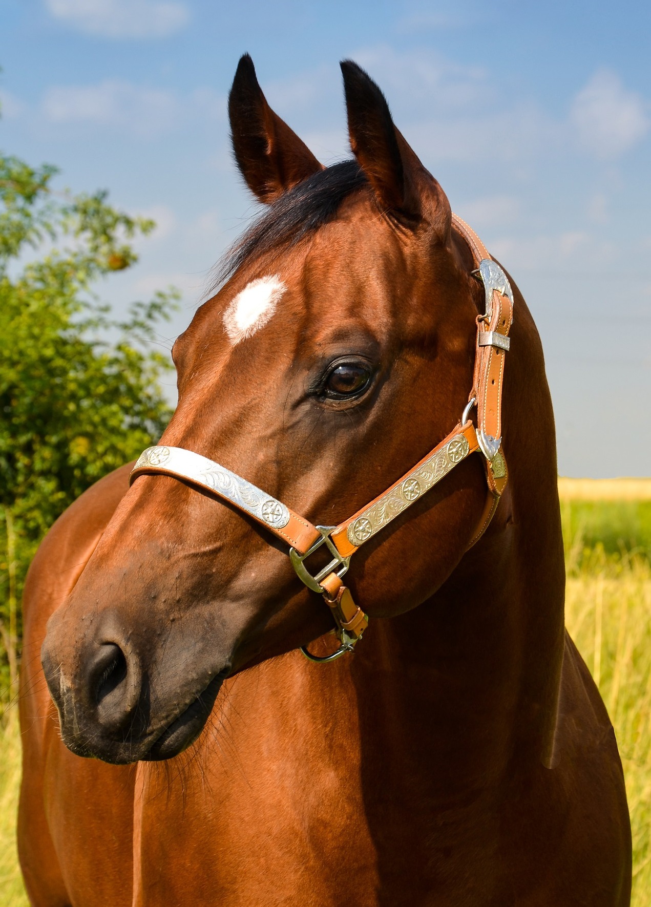 Quarter Horse profile