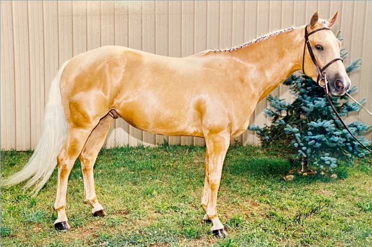 mage of palomino stallion