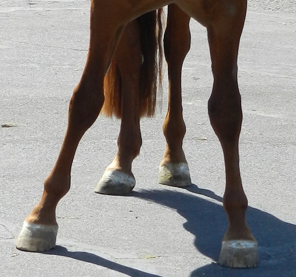 horse with eNAD