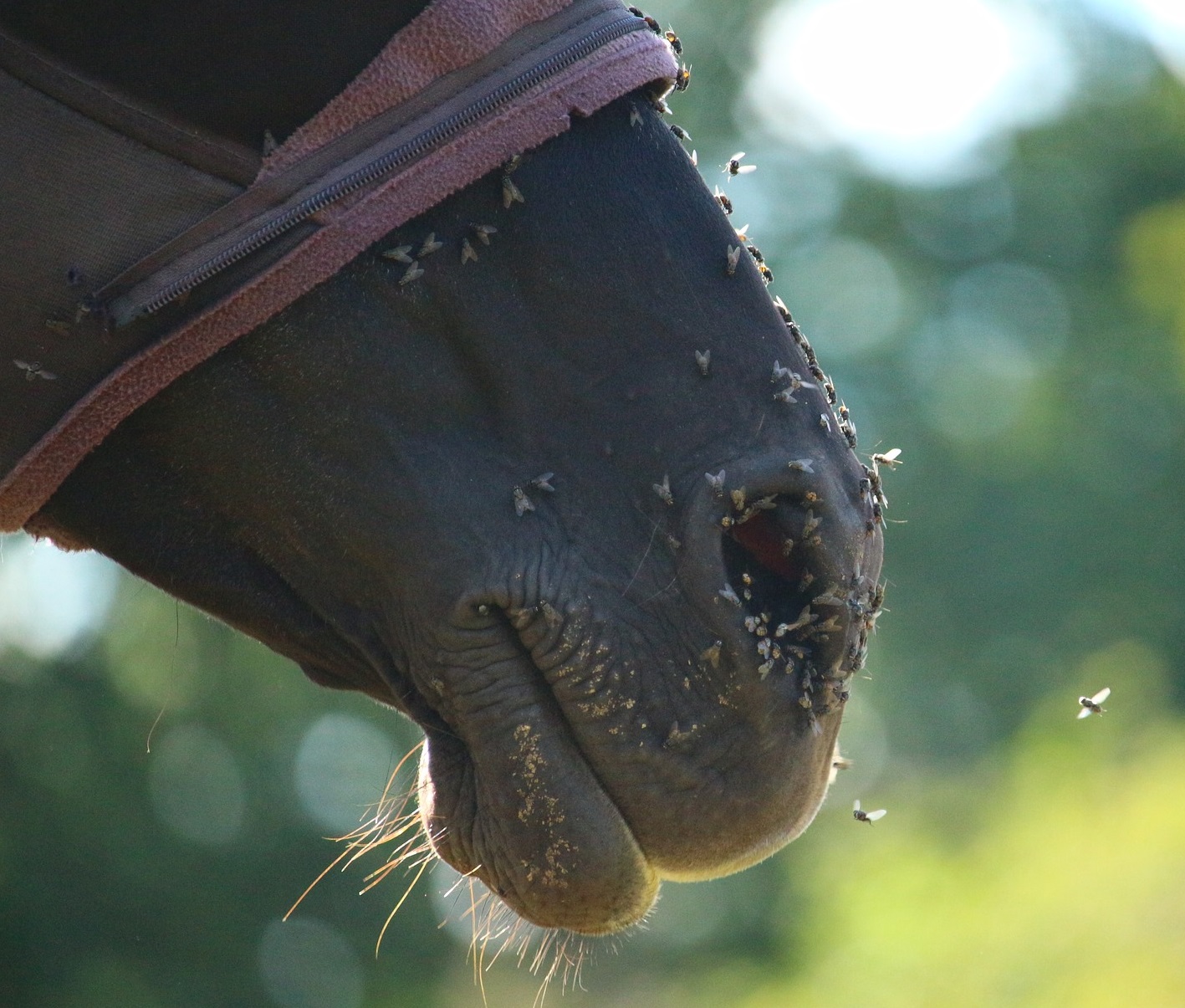 Flies on horse's nose