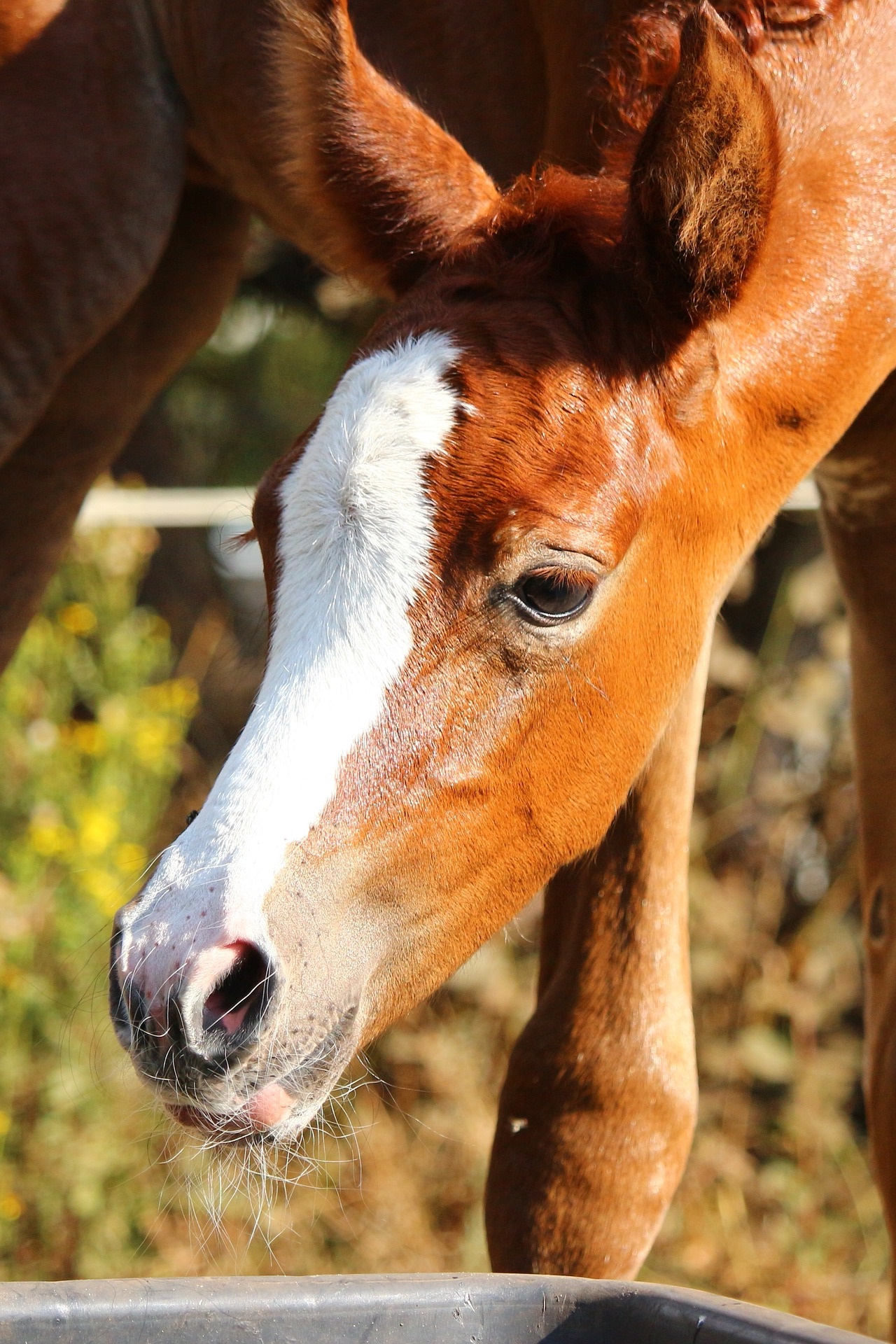 chestnut foal closeup