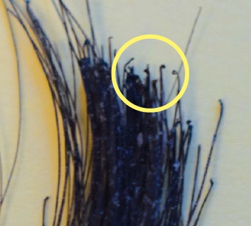 image showing hair bulbs at end of pulled hairs