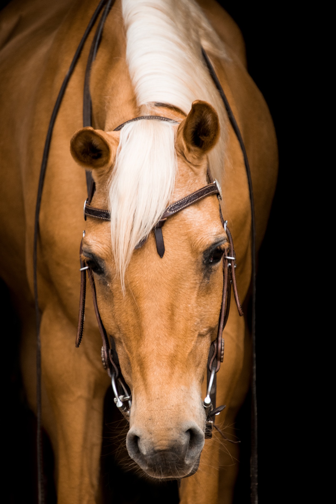 Palomino horse