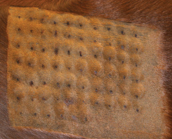 intradermal allergy testing on horse in a grid pattern