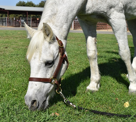 Grey mare grazing