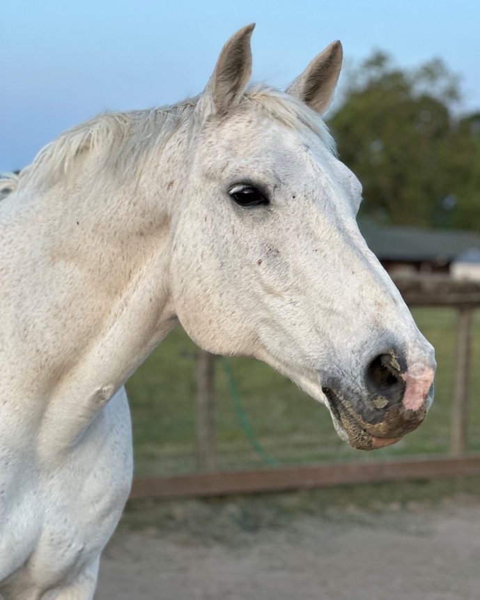 Headshot of gray horse Cedar