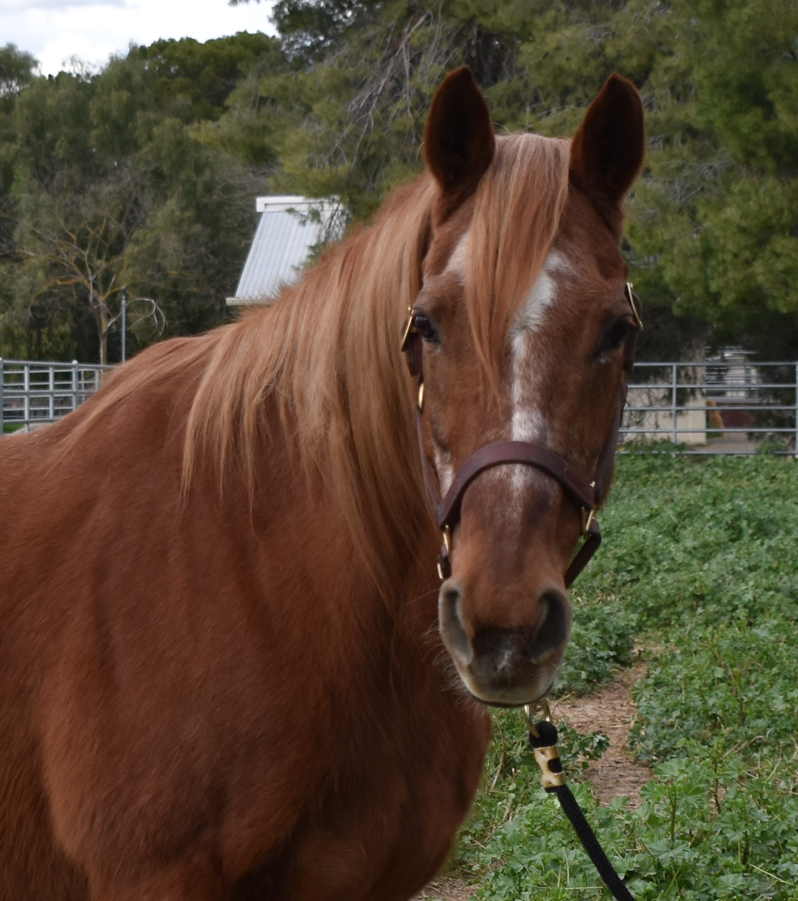 headshot of Achilles