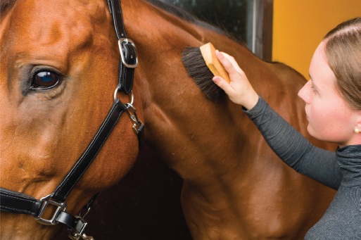 Girl brushing bay horse