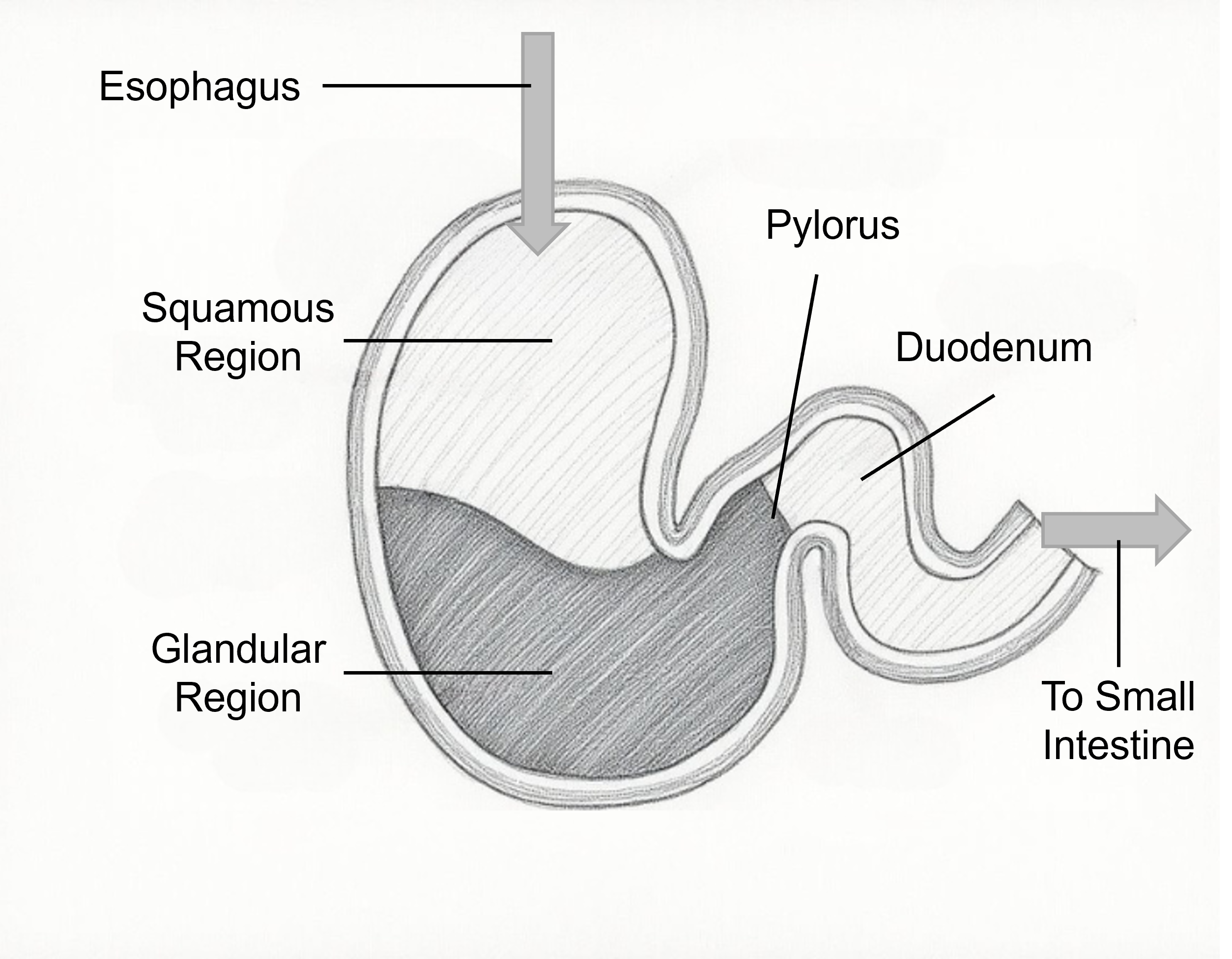 Drawing of the equine stomach showing the sqaumous and glandular regions and important structures