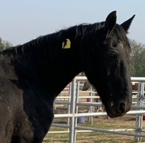 horse with ear tag in mane for identification