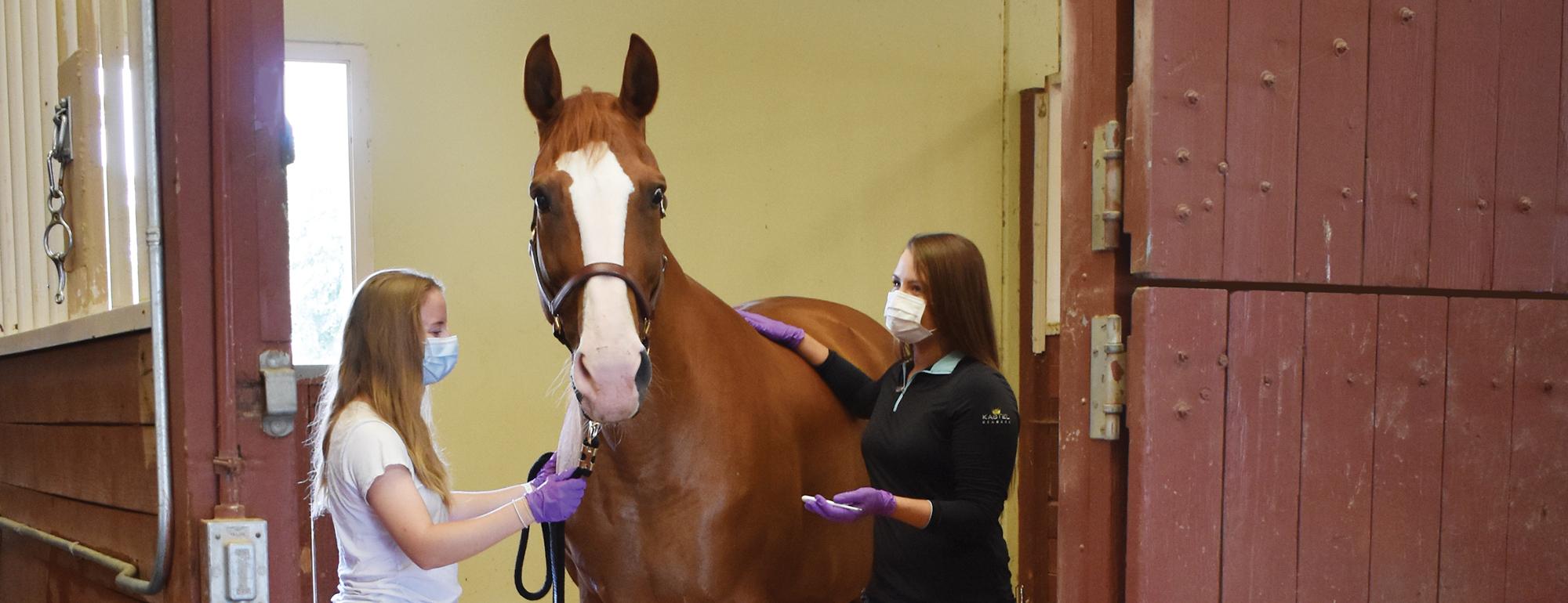 technicians caring for horse in stall
