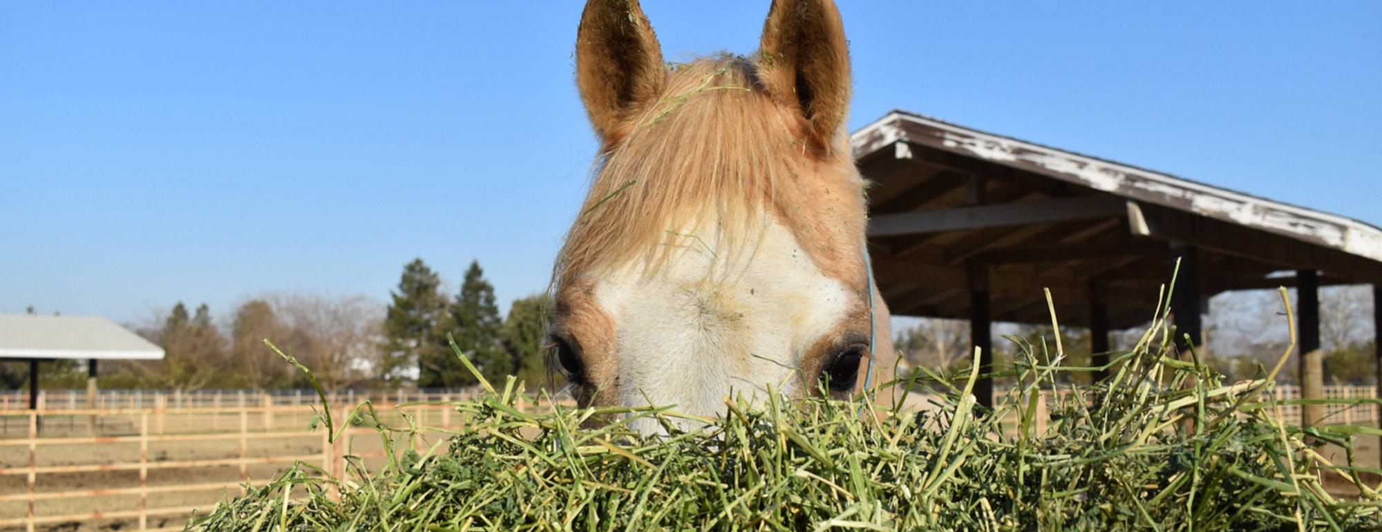 Horse peeking over hay feeder