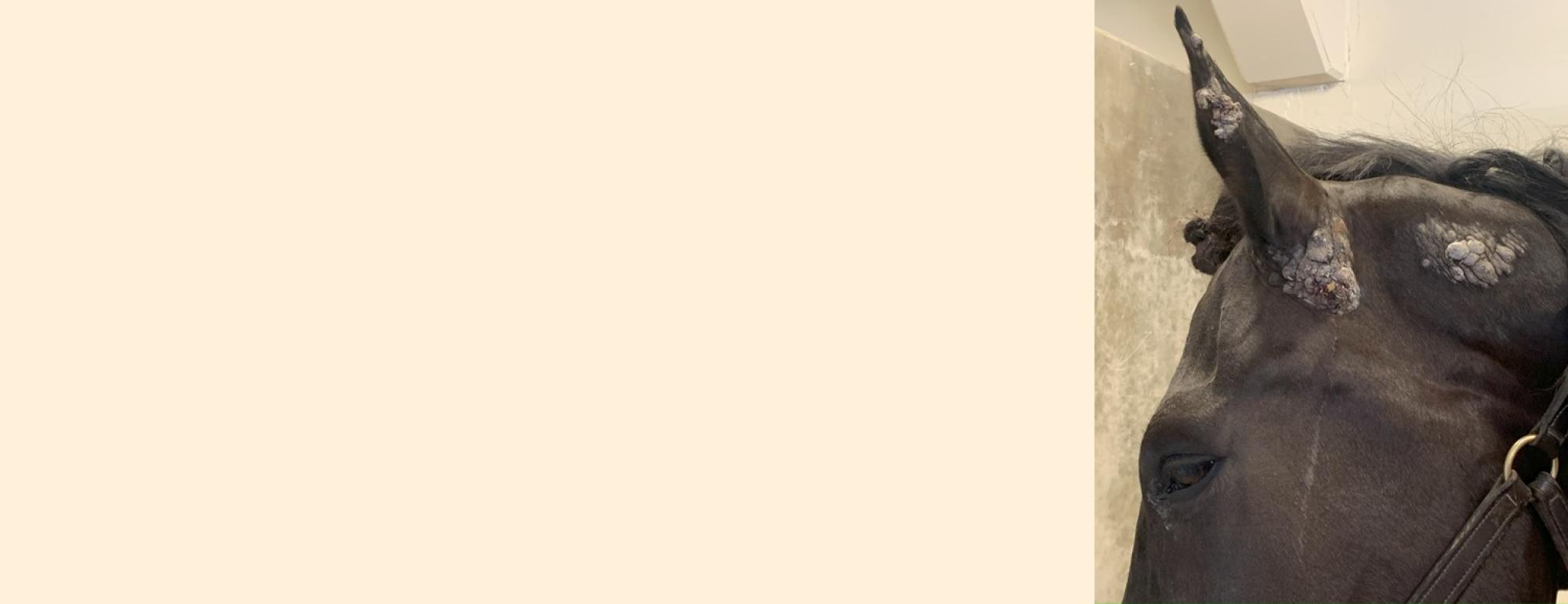 Fall 2024 Horse Report website cover banner