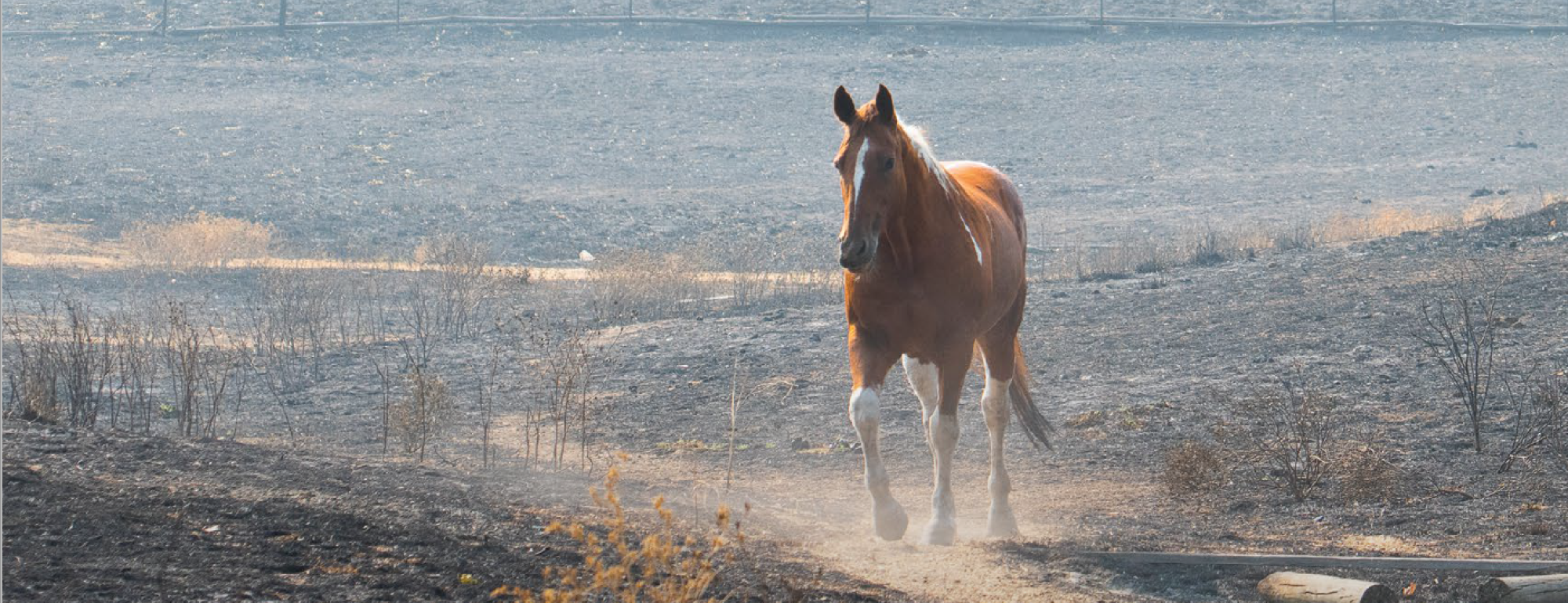 Horse in burned field