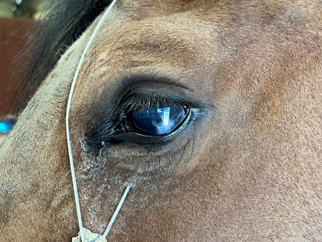 Picture of a subpalpebral lavage (SPL) catheter leading into horse's eye.