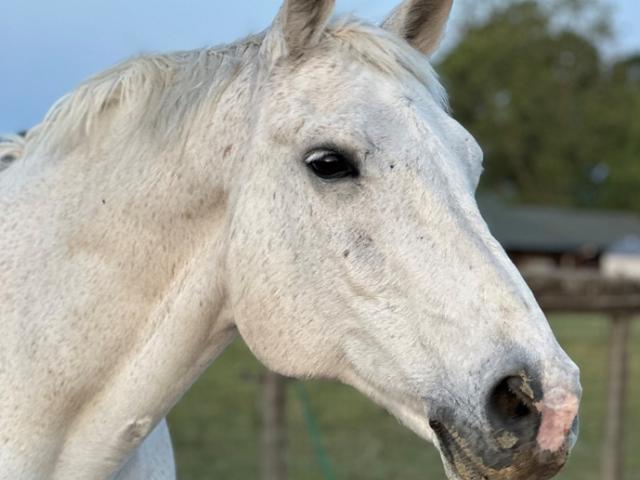 Headshot of gray horse Cedar