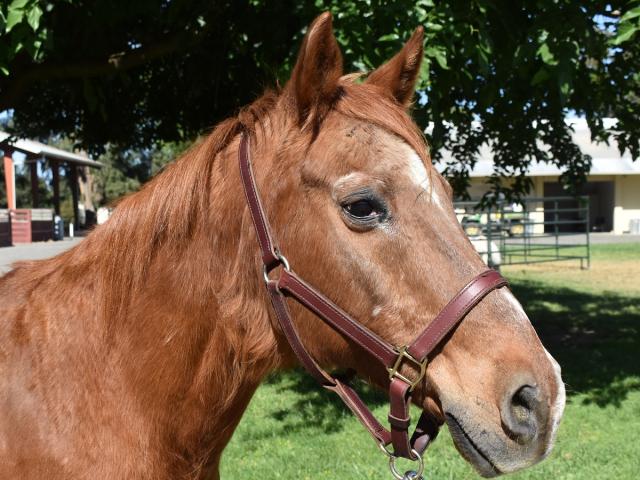 Headshot of older chestnut gelding