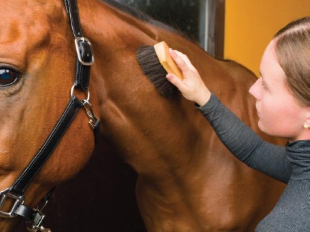 Girl brushing bay horse