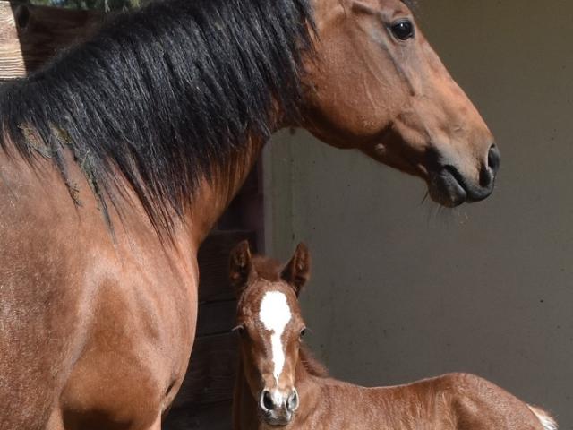 Mare and foal