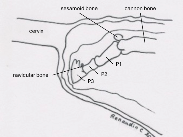 Drawing showing fetal lower limbs in relation to mare's cervix during gestation.