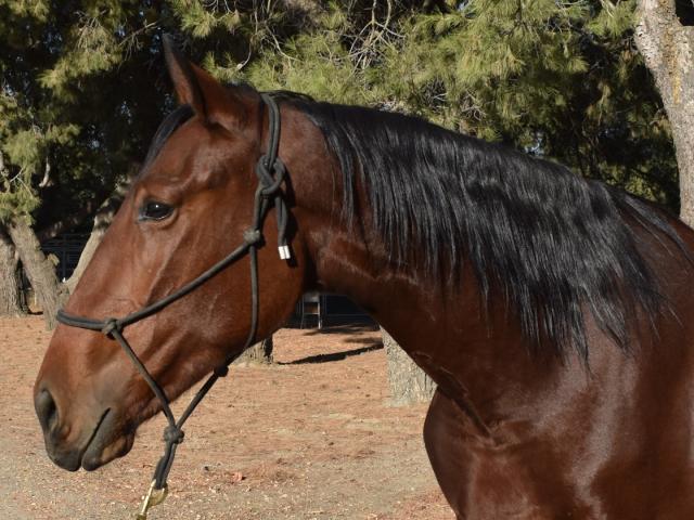Headshot of bay mare, Petri, at 2 years old