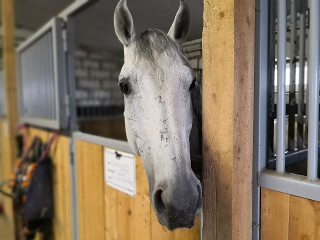 Grey horse looking out of stall