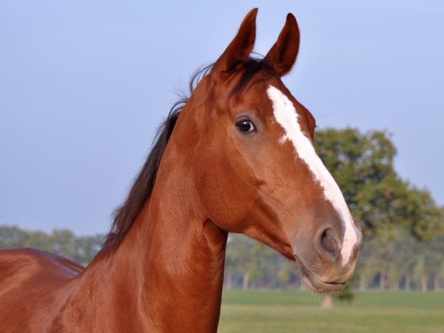 Picture of horse with head up, looking alert.