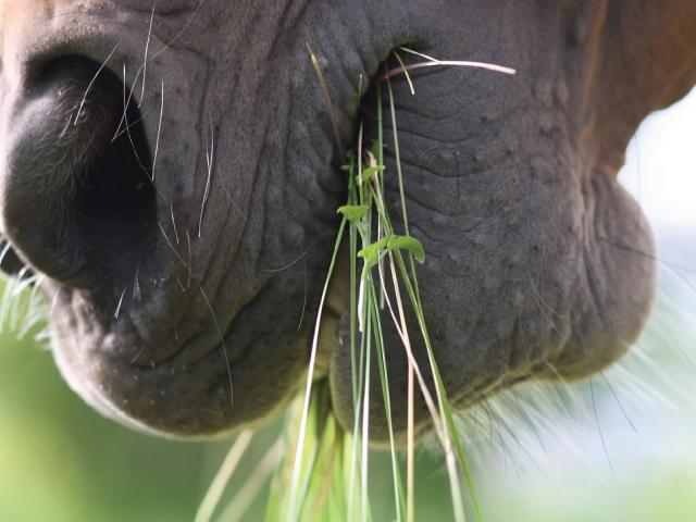 Closeup of horse's mouth chewing grass