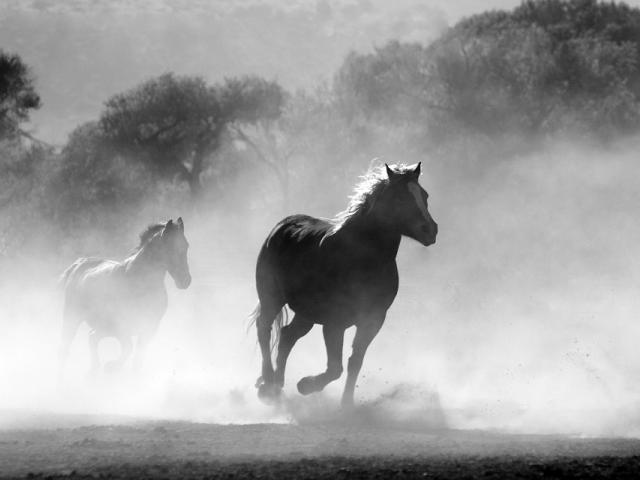 horses galloping through smoke