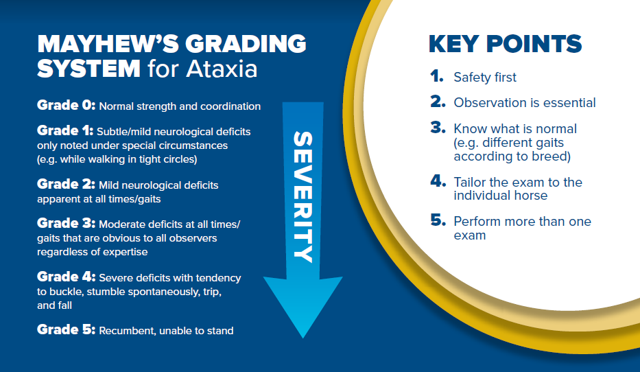 description of Mayhew's grading system for ataxia