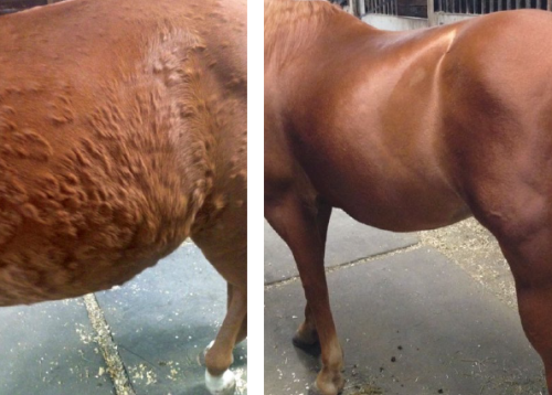 Side by side pictures of a horse with hives on its body and the horse showing no signs after treatment.