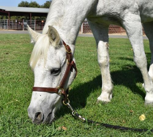 Grey mare grazing