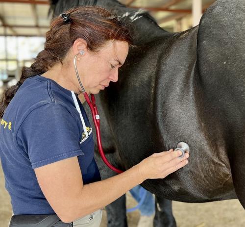 Dr. Costa evaluating an evacuated horse.