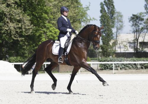dressage horse demonstrating extended trot