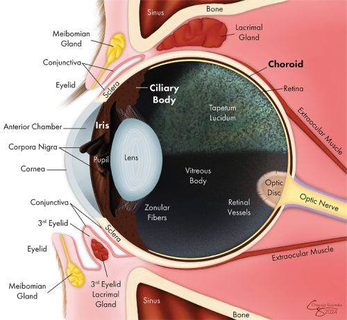 Drawing of a cross section of the equine eye with uveal structures labeled.