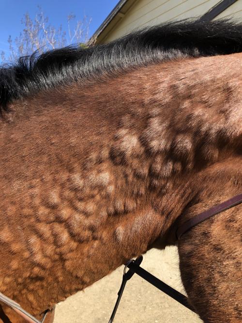 hives on a horse's neck