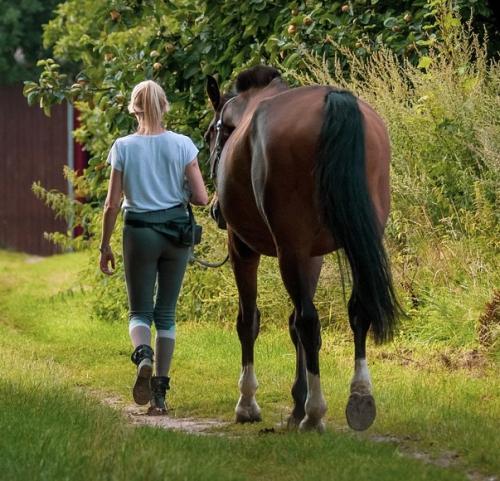 Person walking with bay horse on grass path