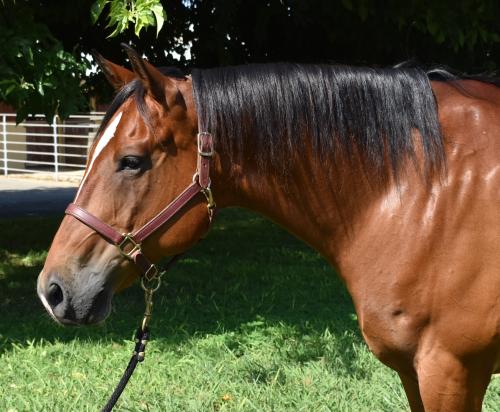 Side headshot of bay horse
